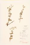 Silver Cinquefoil; Hoary Cinquefoil specimen